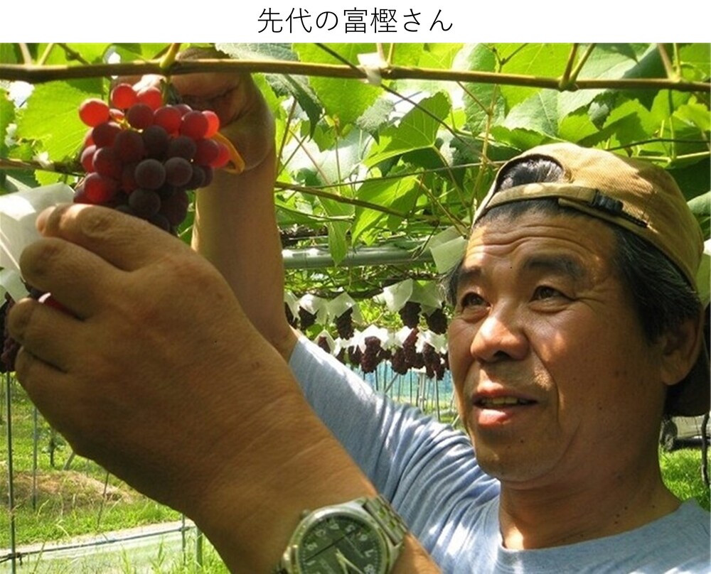 【リマ特選直送品】冨樫さんのデラウェア