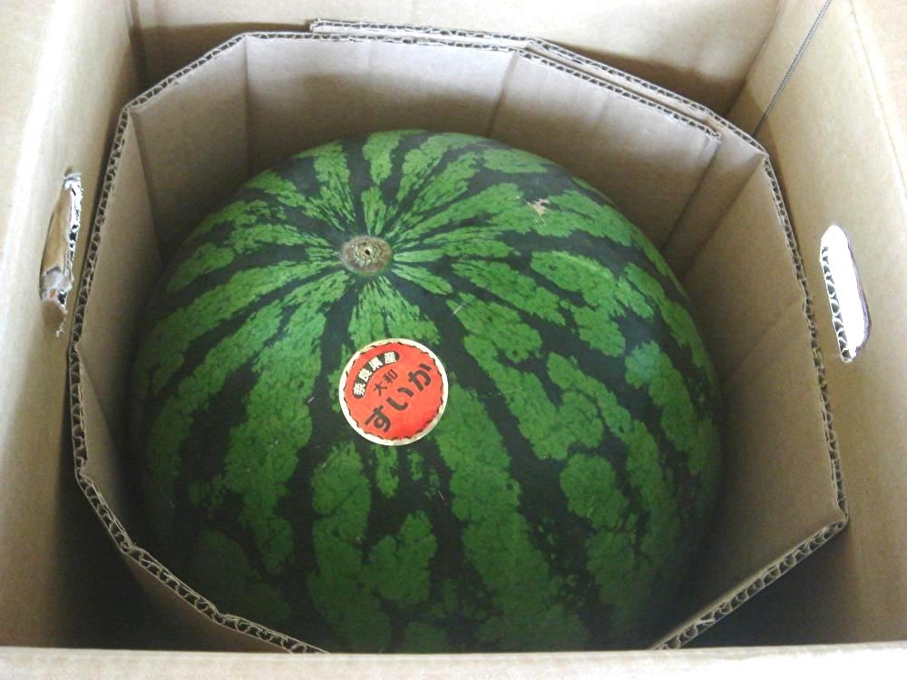 【リマ特選直送品】大和の大玉すいか
