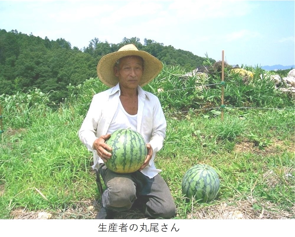 【リマ特選直送品】大和の大玉すいか