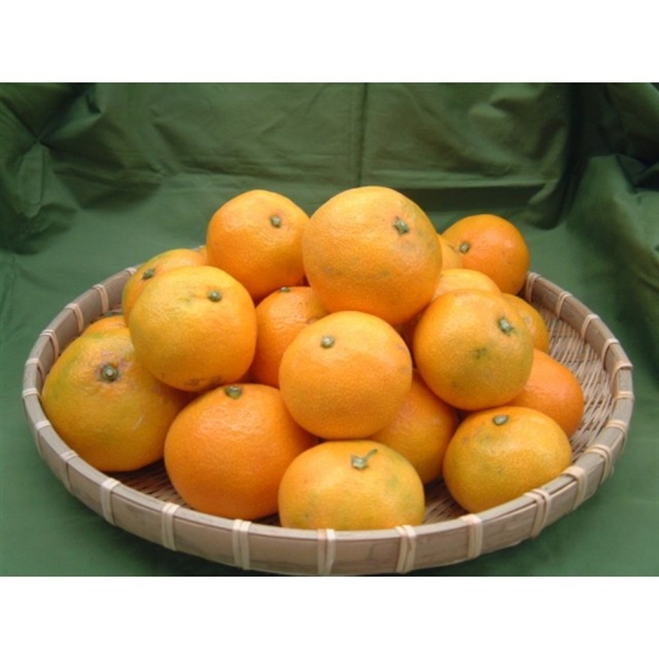 【リマ特選直送品】上山さんの温州みかん