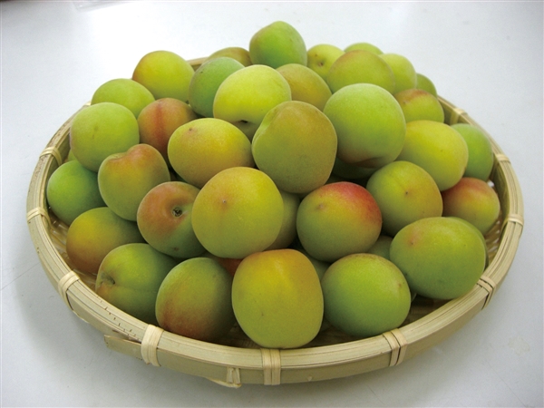 梅干し用 有機手もぎ梅【税・送料込】 容量:4kg 梅のサイズ:Lサイズ以上