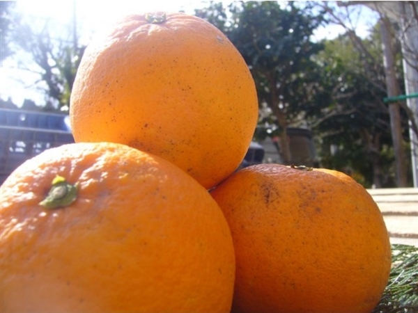 【リマ特選直送品】はんのうれん ポンカン+いよかん【販売期間：12月26日～2月8日予定】