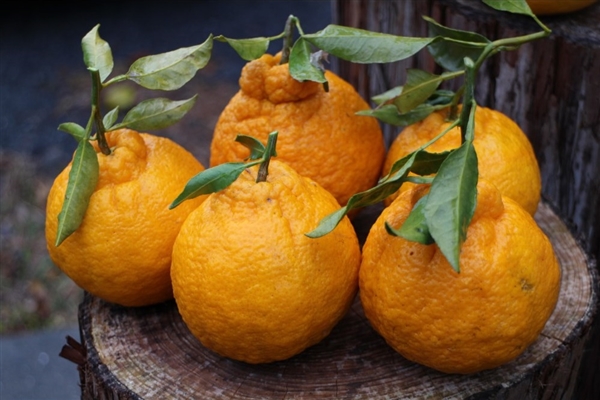 【リマ特選直送品】はんのうれん不知火・パール柑ミックス【販売期間：2月1日～2月28日予定】