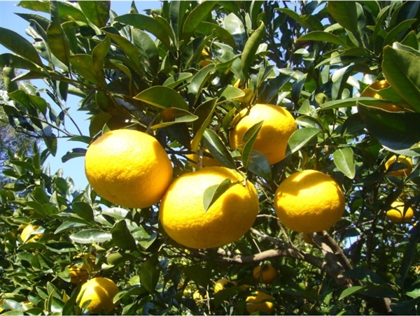 【リマ特選直送品】はんのうれん甘夏みかん・パール柑ミックス【販売期間：3月1日～3月31日予定】