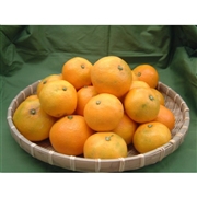 【リマ特選直送品】上山さんの温州みかん