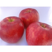 【リマ特選直送品】竹嶋さんのりんご 　サン・ジョナゴールド【販売期間：10月1日～3月31日予定】