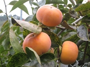 【リマ特選直送品】富有柿