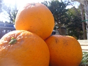 【リマ特選直送品】はんのうれん ポンカン+いよかん【販売期間：12月26日～2月8日予定】